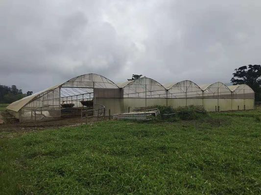 Το φάρμα πουλερικών χρησιμοποίησε το γεωργικό πλαστικό θερμό θερμοκήπιο προστατεύει από τη βροχή