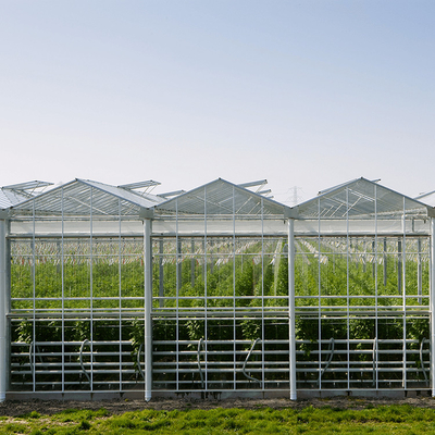 Φυτικό Hydroponics μετριασμένο Venlo θερμοκήπιο Multispan γυαλιού για την ανάπτυξη ντοματών