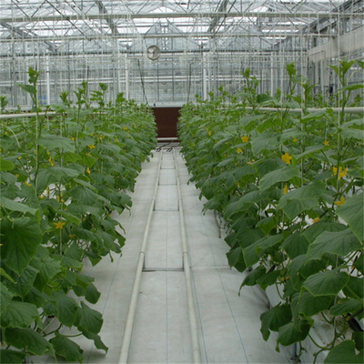 Hydroponics αυτόματο θερμοκήπιο γυαλιού Multispan αψίδων ταινιών λουλουδιών αγγουριών ντοματών