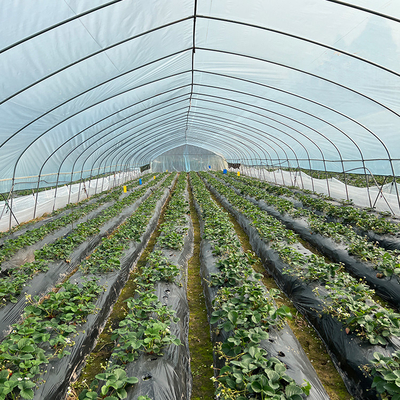 Εμπορική γεωργική υψηλή ενιαία έκταση θερμοκηπίων σηράγγων πλαστική για την ντομάτα