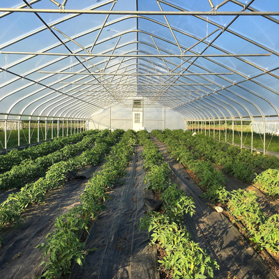 Εμπορική γεωργική υψηλή ενιαία έκταση θερμοκηπίων σηράγγων πλαστική για την ντομάτα