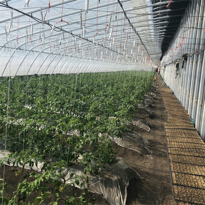 Παθητικό ηλιακό θερμοκήπιο ντοματών γεωργίας με το σύστημα θέρμανσης