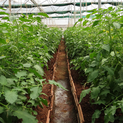 Πολυ σηράγγων ενιαία πλαστικά θερμοκήπια πολυαιθυλενίου στρώματος UV προστατευμένα για τη γεωργία
