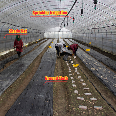 Serre Gewachshaus Sklenik Serra Invernadero θερμοκήπιο για την καλλιέργεια λαχανικών