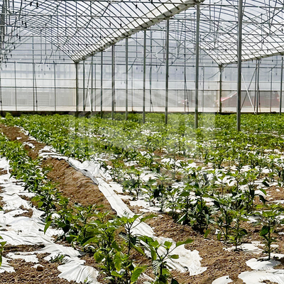 24m x 40m Πολυδιάστατο θερμοκήπιο με 150 μμ PE κάλυψη με φιλμ