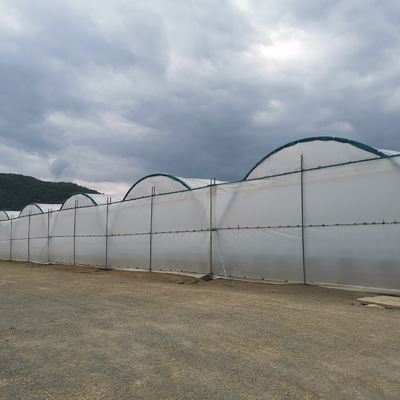 BAOLIDA Πολυδιάστατο θερμοκήπιο 10-70m μήκος για καλλιέργεια μούρων