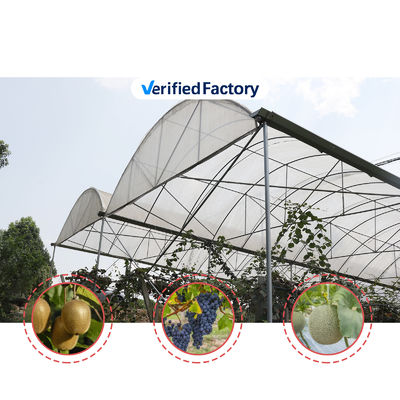 Economical Multispan Rain Shelter Greenhouse with Hot Galvanized Steel Frame for Kiwi Growing