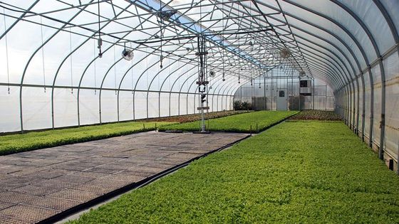 Γεωργία Διαχείριση μανιταριών θερμοκηπίων Καλλιέργεια λαχανικών Φρούτα
