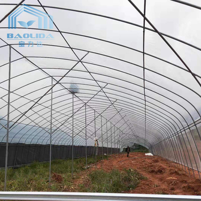 το γαλβανισμένο χάλυβα σωλήνων ενιαίος-έκτασης πλαστικό θερμοκήπιο σηράγγων ταινιών εμπορικό για τη γεωργία φυτεύει την ανάπτυξη