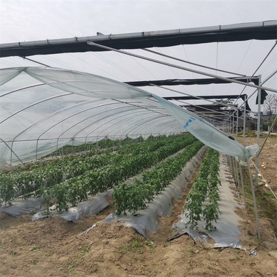 Υψηλό παραγωγής καταφύγιο βροχής φραουλών πλαστικών ταινιών γεωργικό αυξημένο θερμοκήπιο