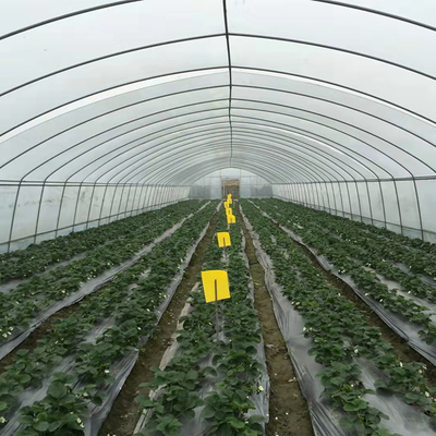 θερμοκήπιο ταινιών πολυαιθυλενίου θερμοκηπίων 6m γεωργικό για την καλλιέργεια λουλουδιών